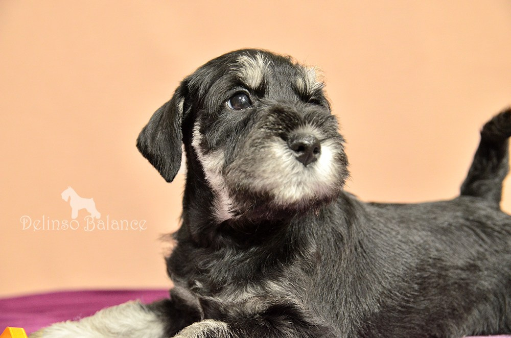 Щенок цвергшнауцера питомник цвергшнауцеров делинсо бэлэнс