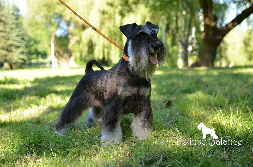 Бекки/ Delinso Balance Brilliance. Питомник цвергшнауцеров в Беларуси «Делинсо Бэлэнс»