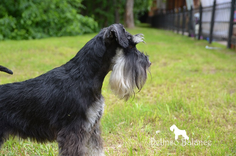 Дукат/Asson Ari Viko Etual. Питомник цвергшнауцеров в Беларуси «Делинсо Бэлэнс»