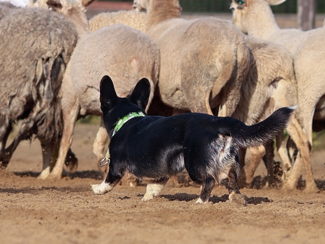 Пастьба. Фотограф-анималист в Москве Кириллова Татьяна