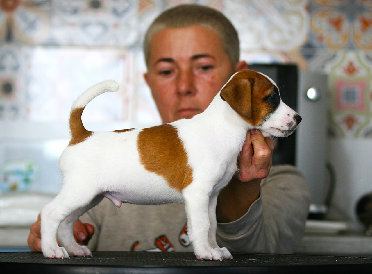 Кобель. Lovely Orange kennel Jack Russell Terrier FCI/RKF