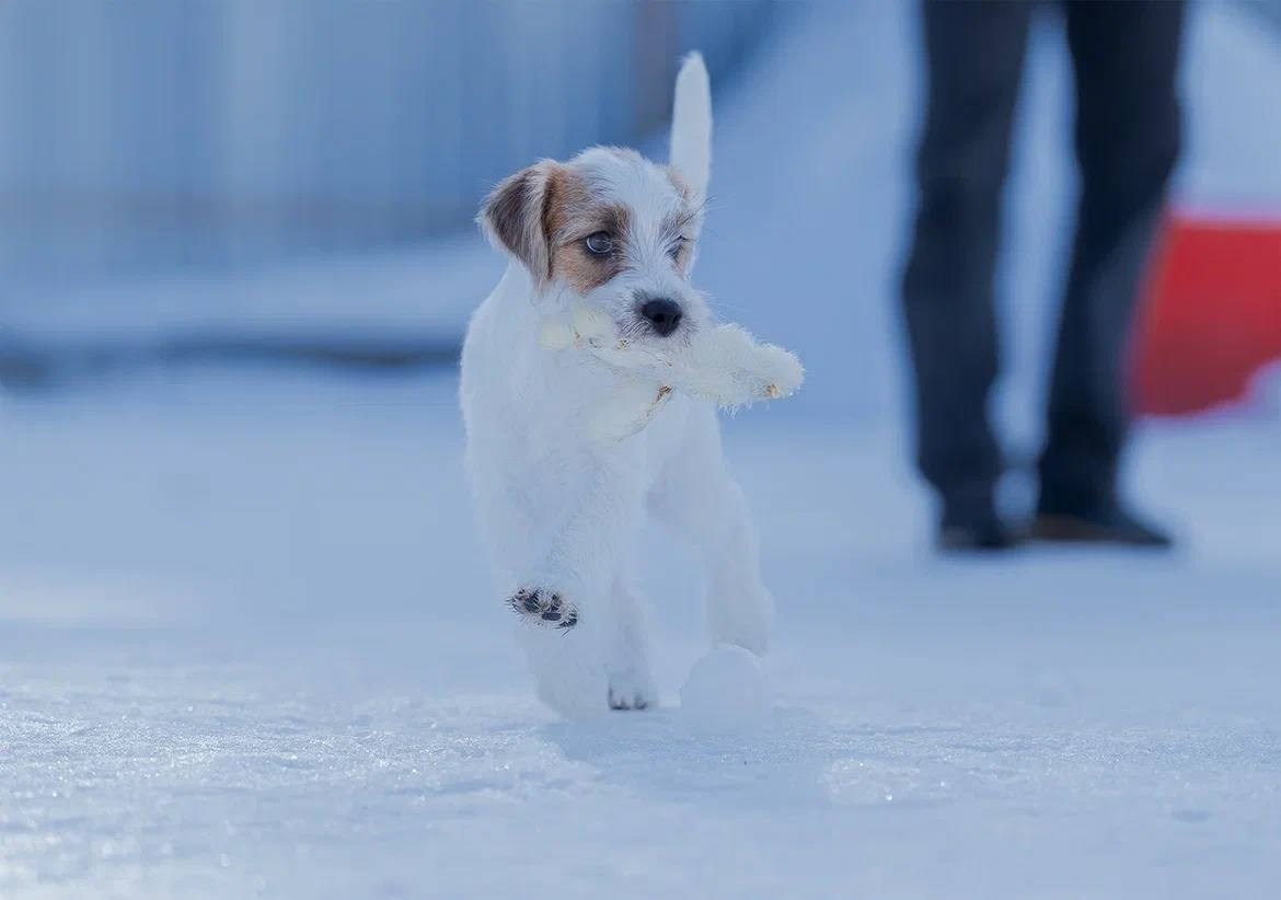 Сука 2. Lovely-Orange питомник джек рассел терьеров