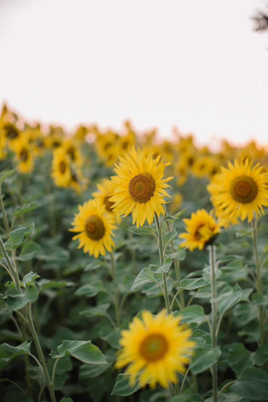 Арина. Свадебный, семейный фотограф Брянск, Москва — Виктория Антропова