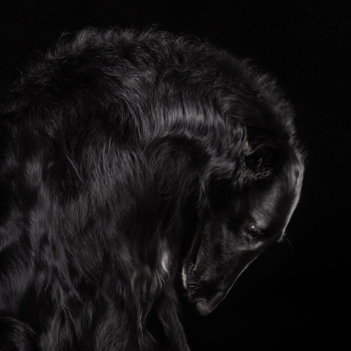 Студийная съёмка собак. Фотограф-анималист Natalia Deingel | Фотосъемка собак в Москве