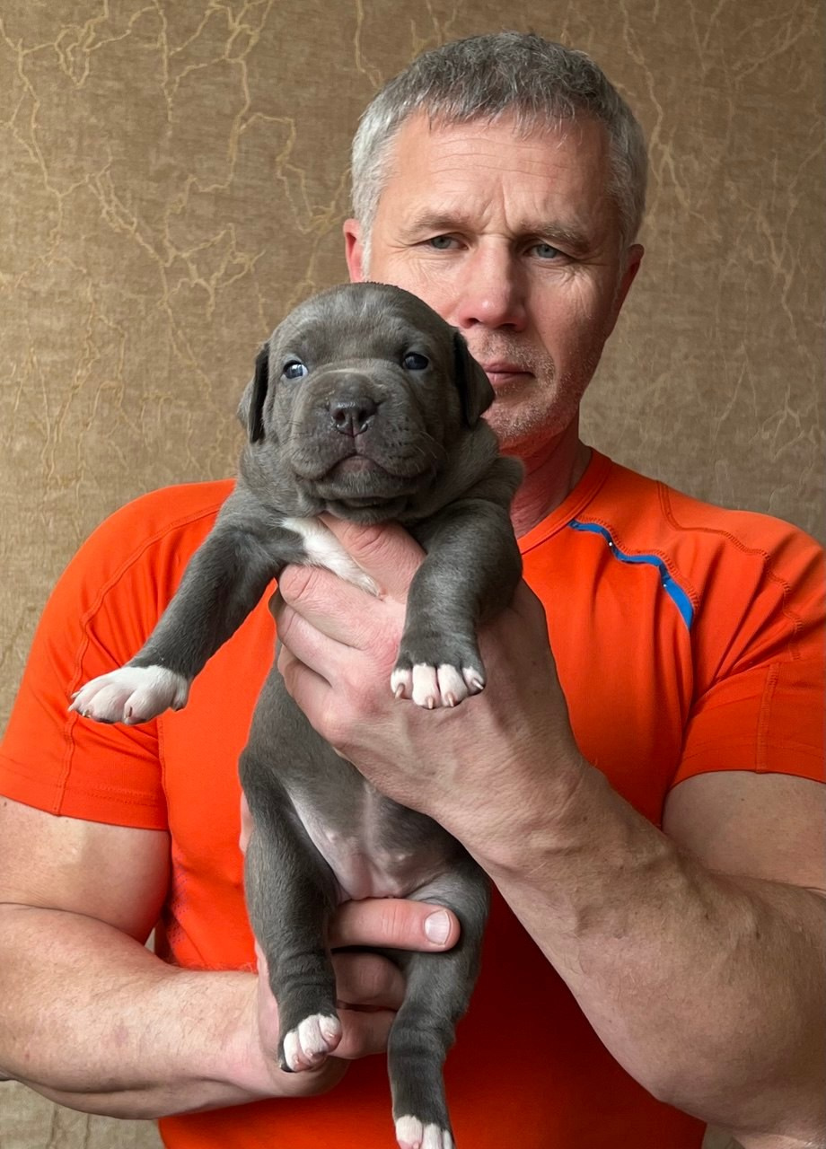 Детские. Американские булли XL в г. Калининград. Питомник Great Bully UNIVERSE