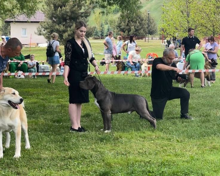 Участие в выставках. Американские булли XL в г. Калининград. Питомник Great Bully UNIVERSE