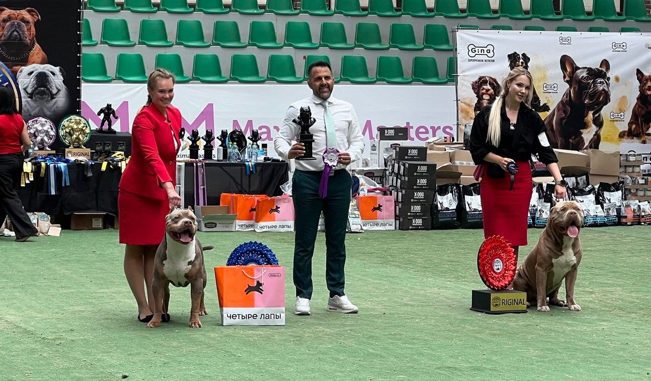 American bully puppy marble color XL	in Lodz, Buy an American Bully XL puppy	in Szczecin, American bully puppy	in Szczecin, American bully to buy a puppy	in Szczecin, Buy an American Bully XL puppy	in Szczecin, Buy an American Bully puppy	in Szczecin, buy an American Bully puppy	in Szczecin, buy ambuli	in Szczecin, American Bully XL Puppy sale	in Szczecin, 