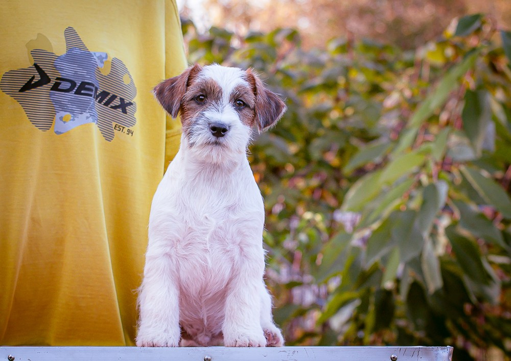 CANE MAESTRO STIMOROL ICE. CANE MAESTRO — kennel Jack Russell Terrier