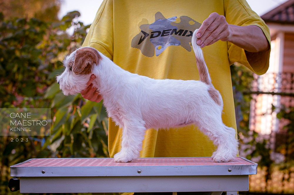 Щенок Джек-рассел-терьер. Девочка б/рыж. КАНЕ МАЭСТРО СЕРЕБРО. #4. КАНЕ МАЭСТРО — питомник Джек рассел терьеров