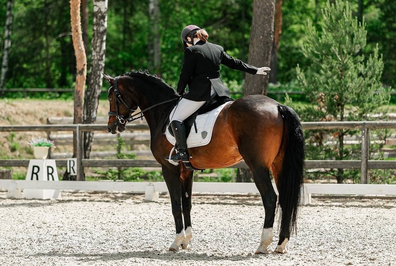 КУБОК КСК «АЛМАЗОВО» по ВЫЕЗДКЕ, 2 ЭТАП. Конный фотограф Куракина Дарья • Фотосессии с лошадьми