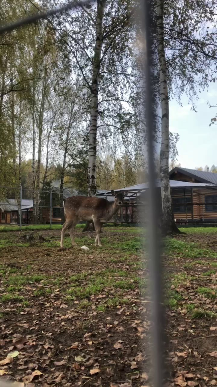 Лесной Дух. DRONBERRY — Аэросъемка Ярославль