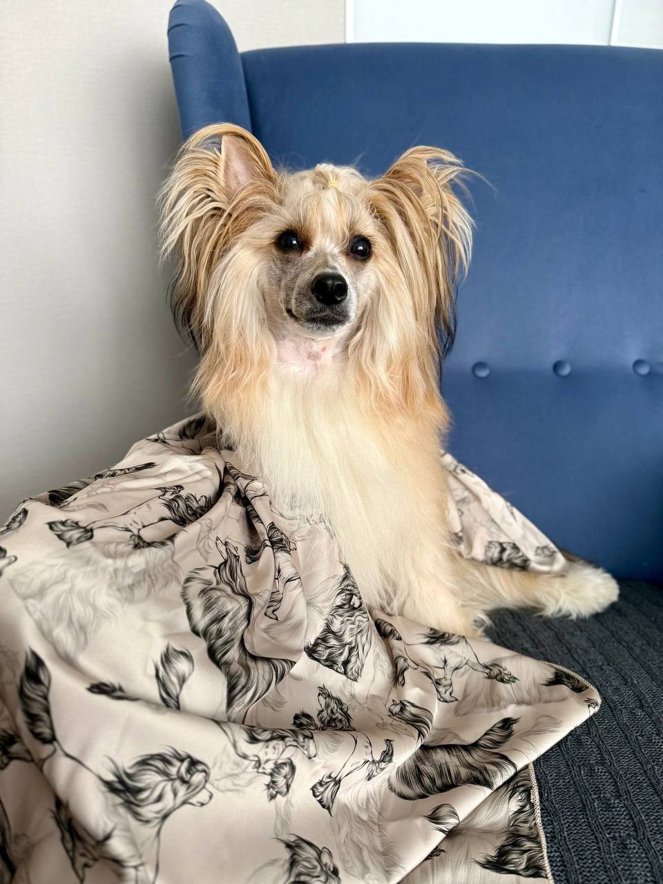 Poale Ell Veles. Chinese Crested Dog Kennel Poale Ell