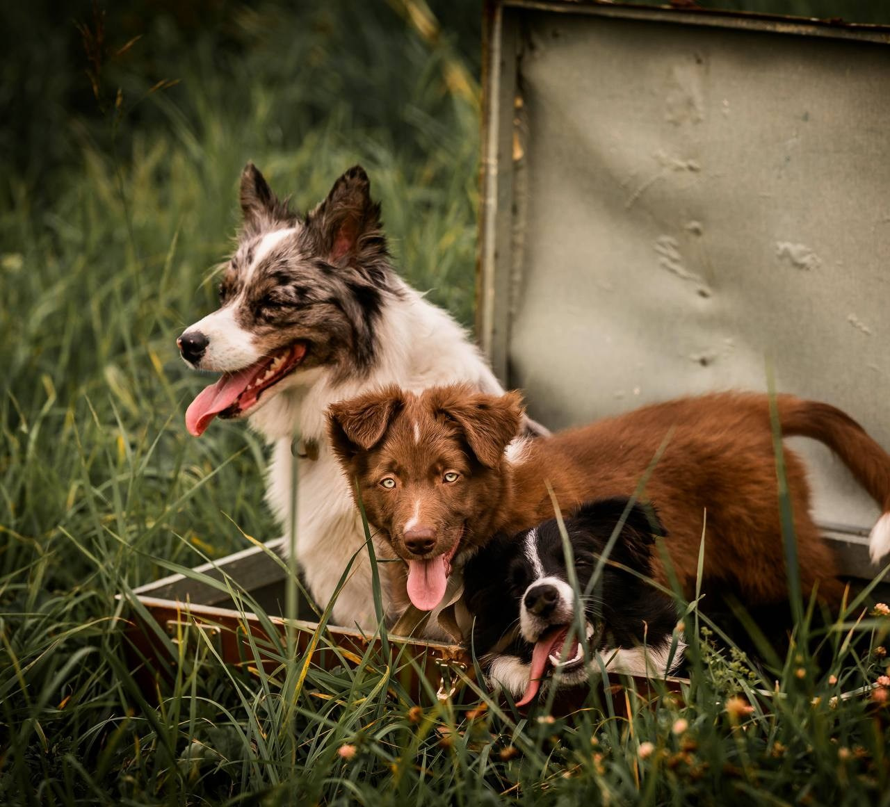 Фритсвит. Семейный фотограф Ефремова Виктория