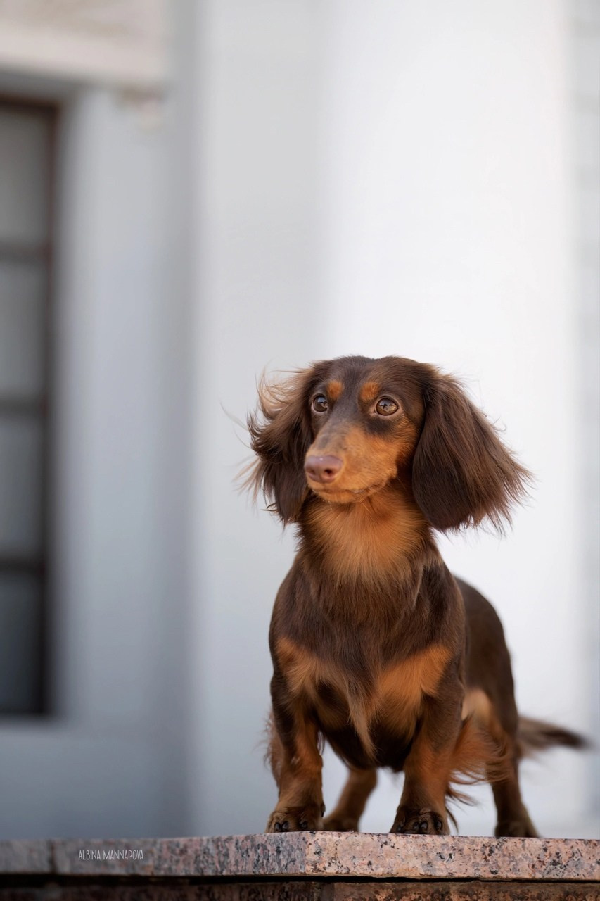 Собаки. FASHION ФОТОГРАФ КАЗАНЬ