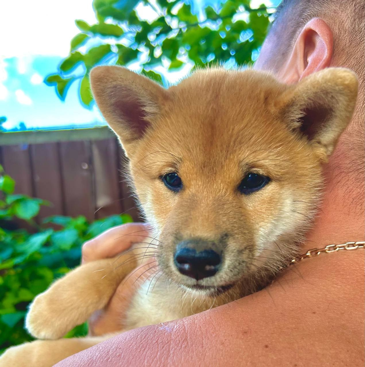 сиба питомник Рубилайт щенки на продажу rubylight  сиба щенки купить СПб Санкт-Петербург