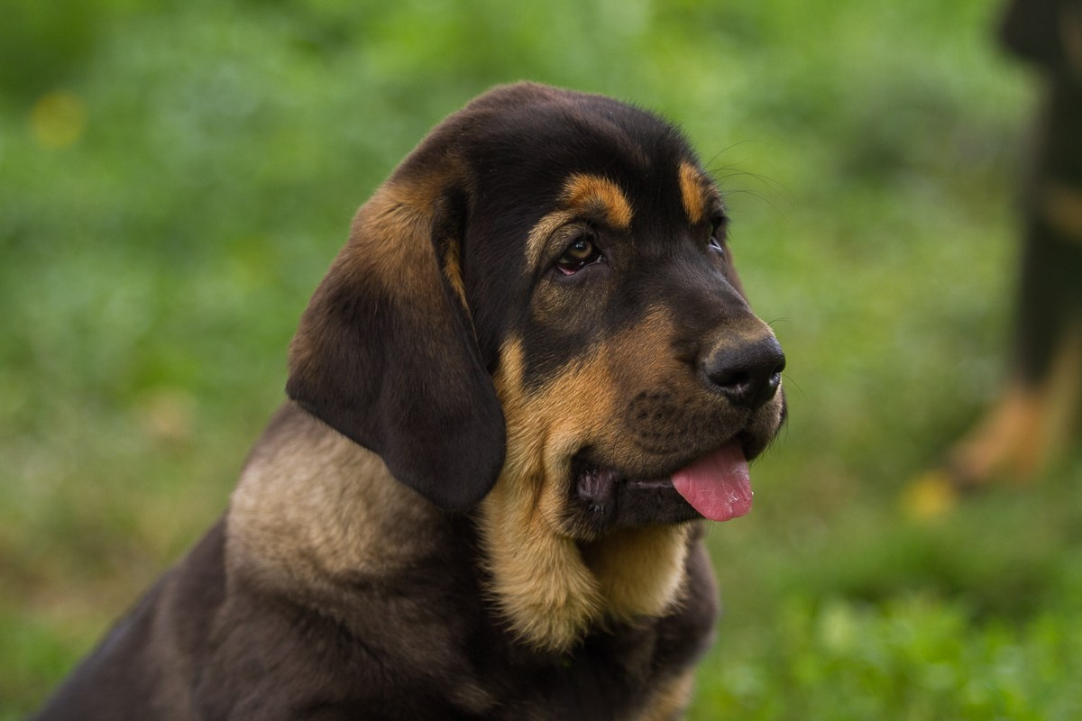Щенки. Семейный и детский фотограф в Москве Мария Быкова