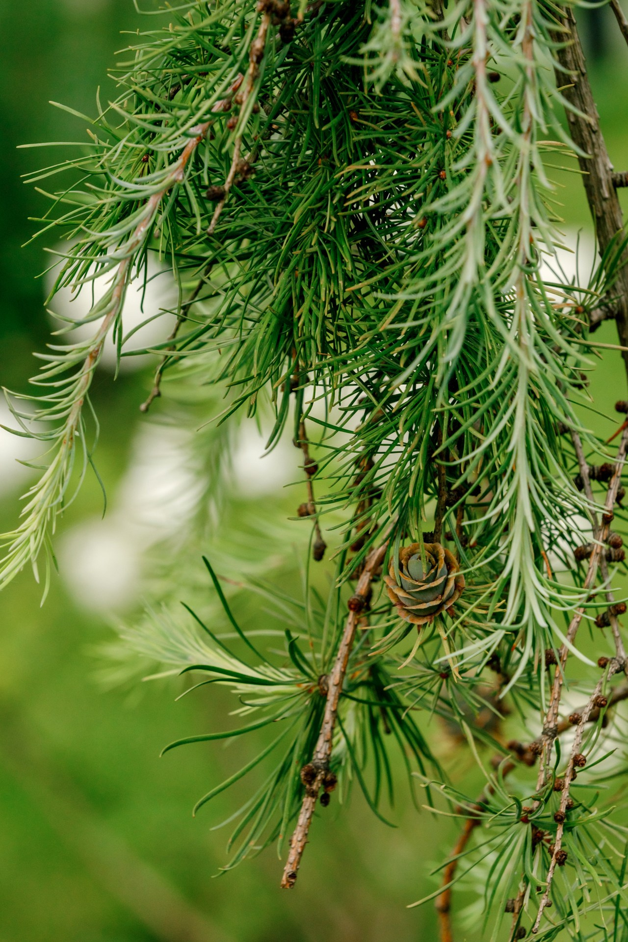 Загородный дом. Ландшафтный дизайн. Репортажный фотограф в Санкт-Петербурге Жолудев Владислав