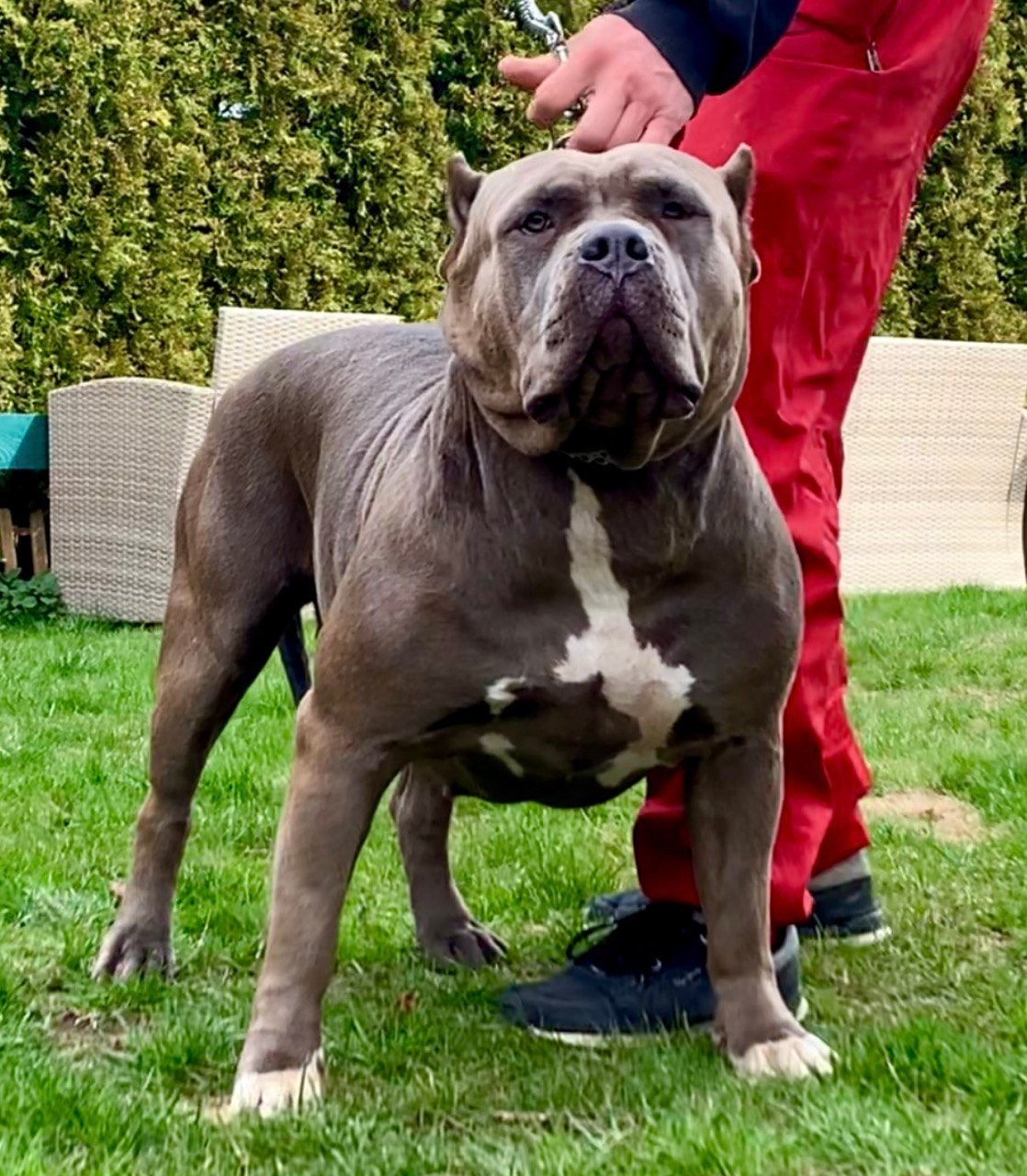 Наши собаки. Американские булли XL в г. Калининград. Питомник Great Bully UNIVERSE