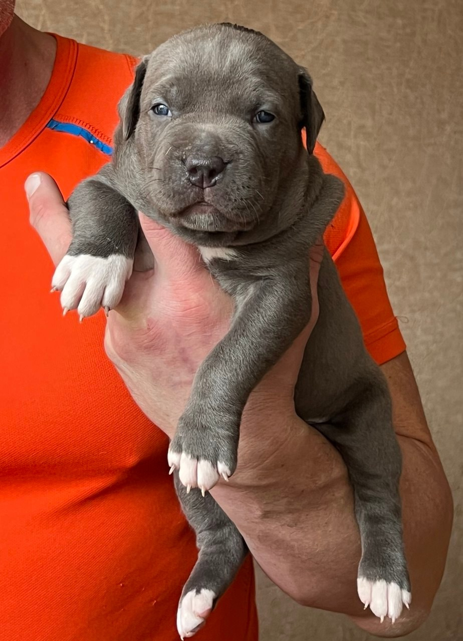 Детские. Американские булли XL в г. Калининград. Питомник Great Bully UNIVERSE