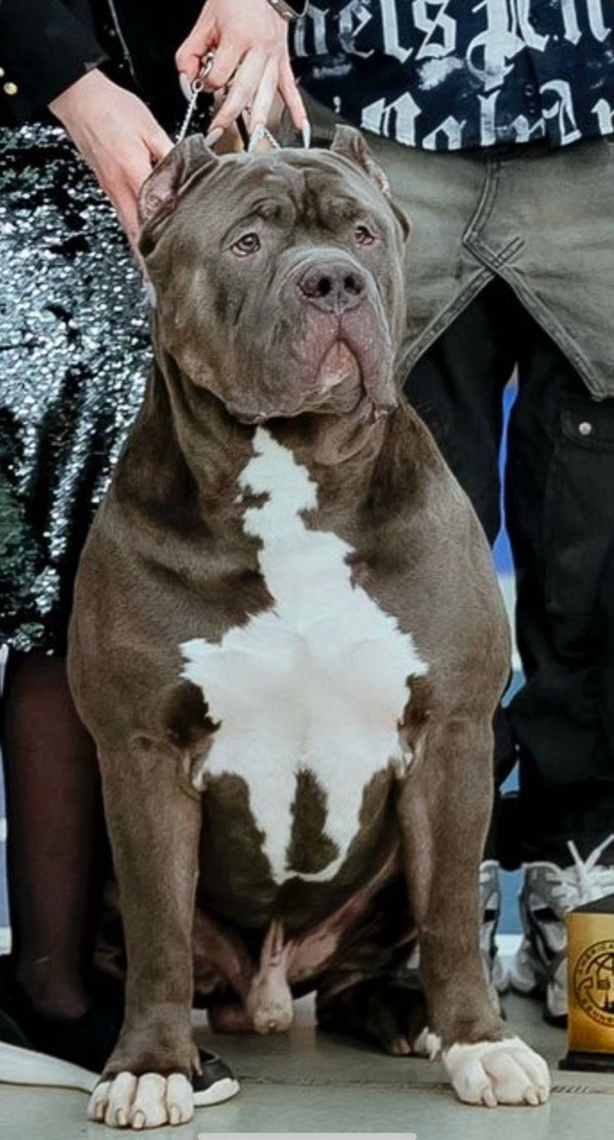 Участие в выставках. Американские булли XL в г. Калининград. Питомник Great Bully UNIVERSE