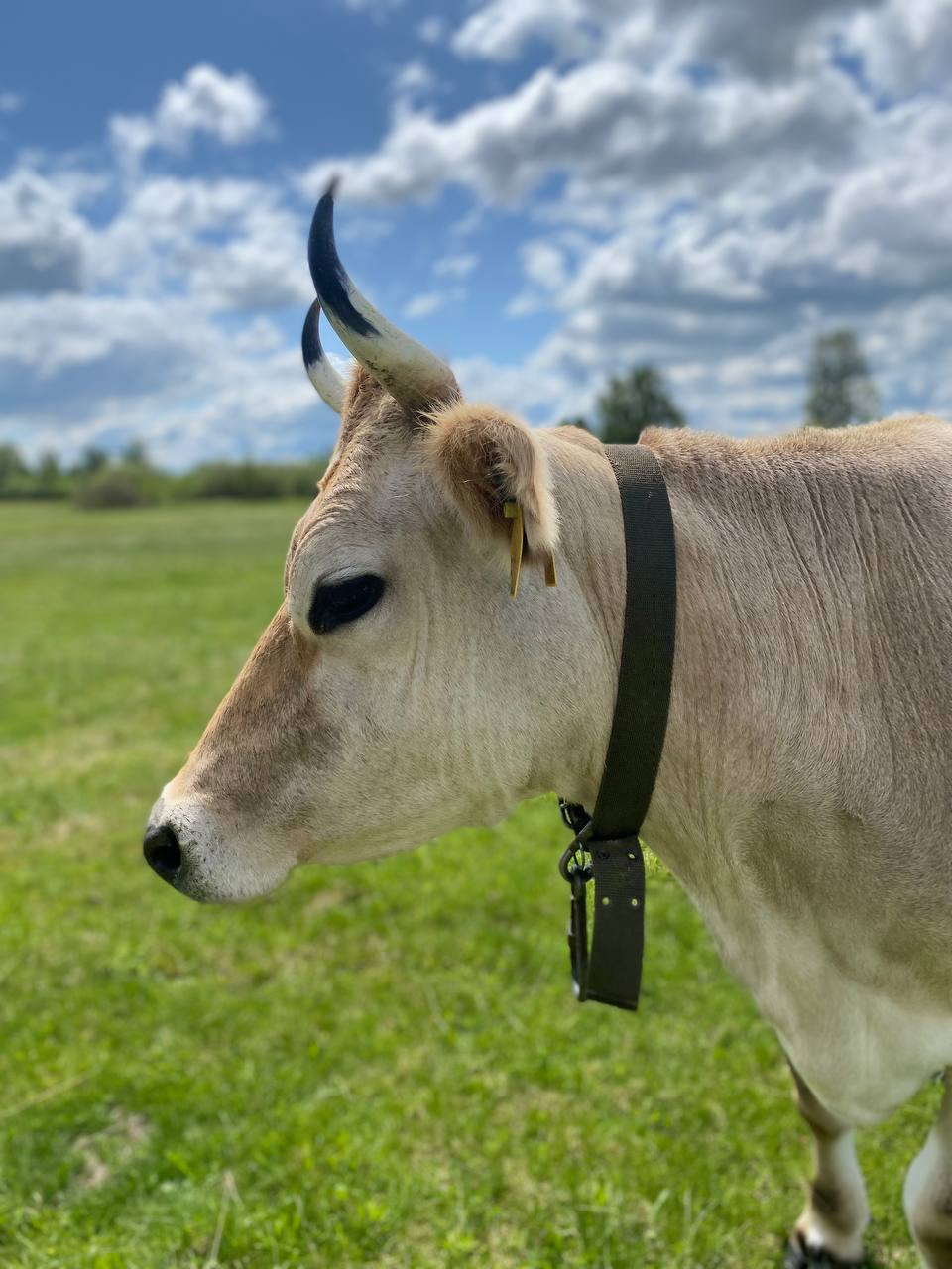 Животные. Глэмпинг «На островах» / аренда домиков для отдыха посуточно
