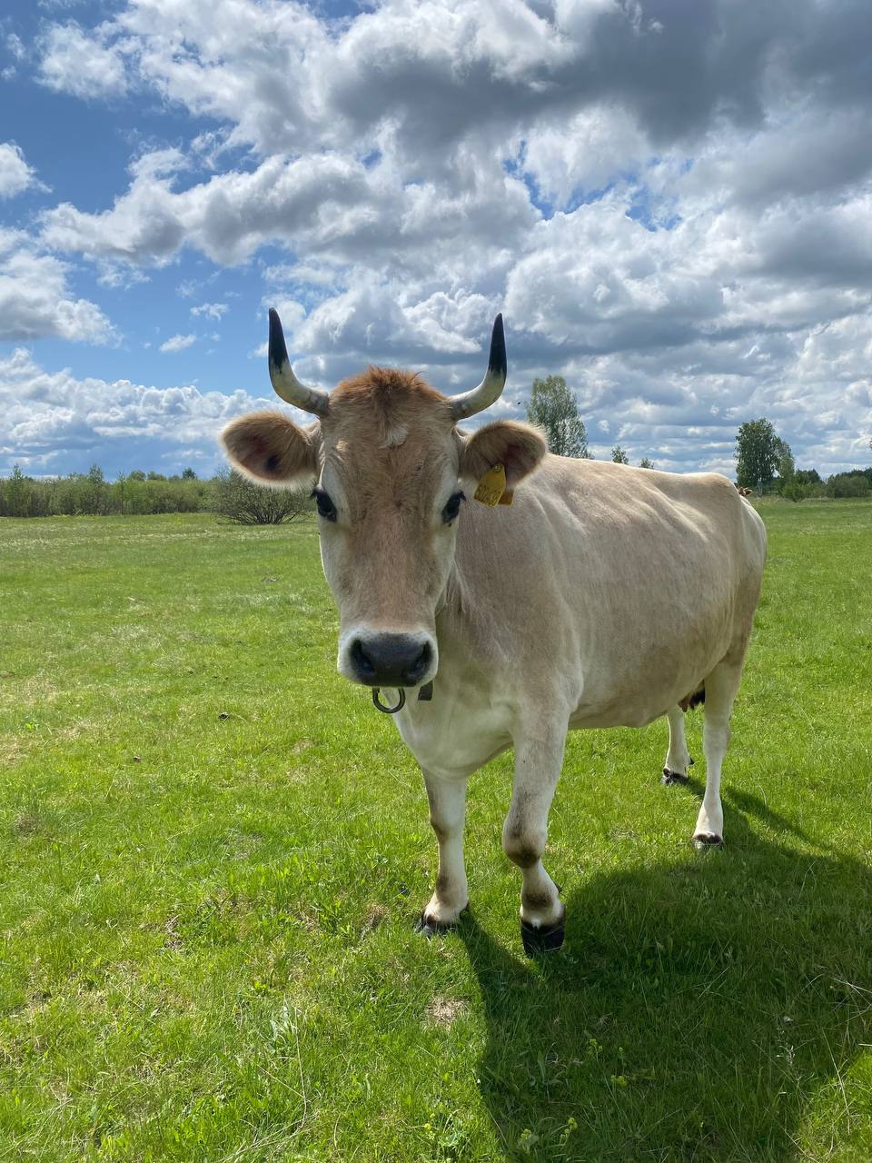 Животные. Глэмпинг «На островах» / аренда домиков для отдыха посуточно