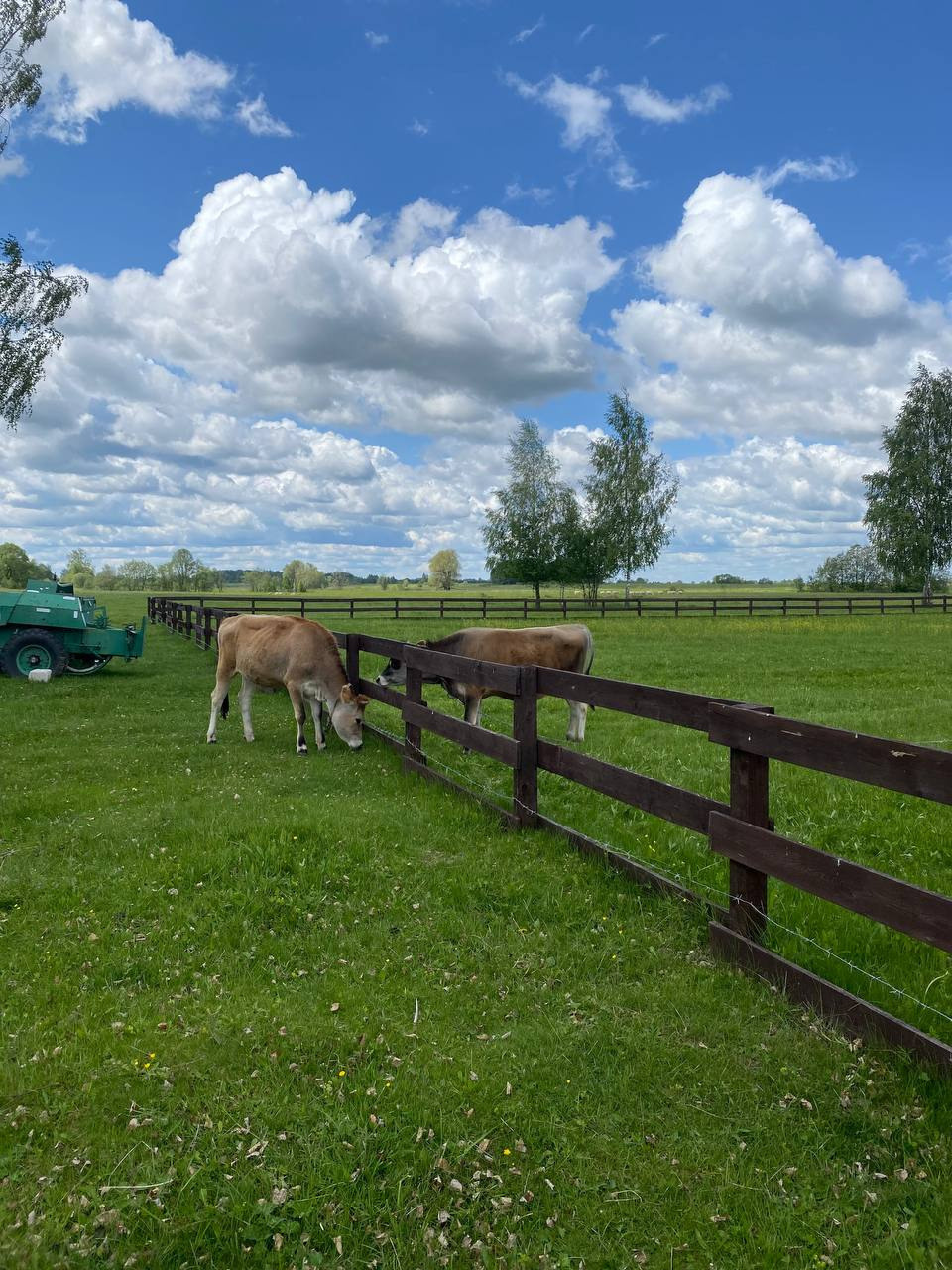 Животные. Глэмпинг «На островах» / аренда домиков для отдыха посуточно