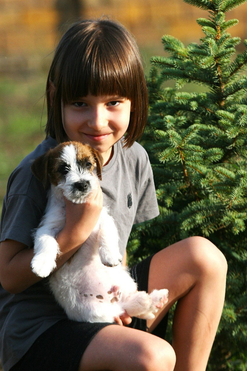 Жизнь питомника. Lovely-Orange питомник джек рассел терьеров