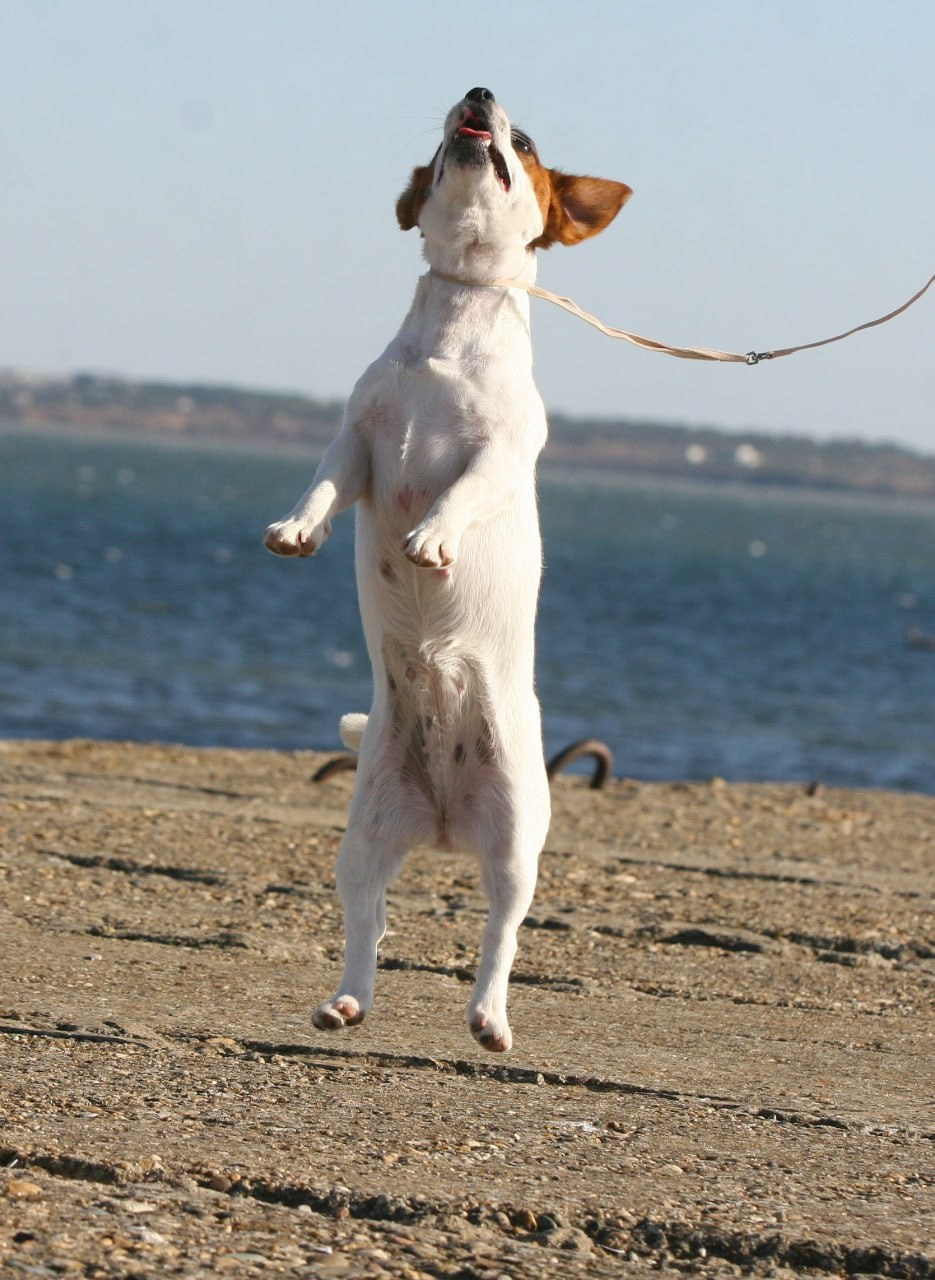 Lovely-Orange Avrora. Lovely-Orange питомник джек рассел терьеров