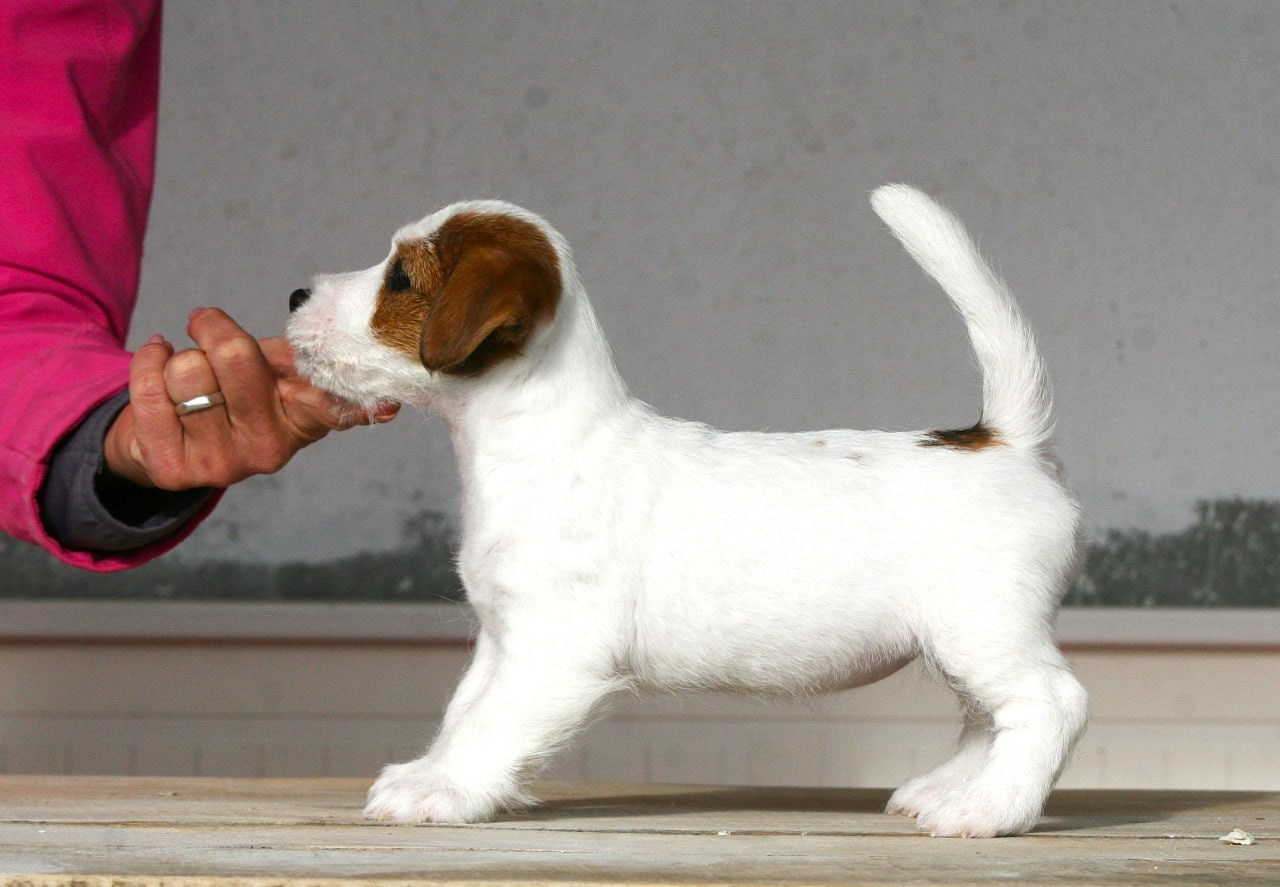 Female 1 brocken not available at this moment. Lovely-Orange питомник джек рассел терьеров