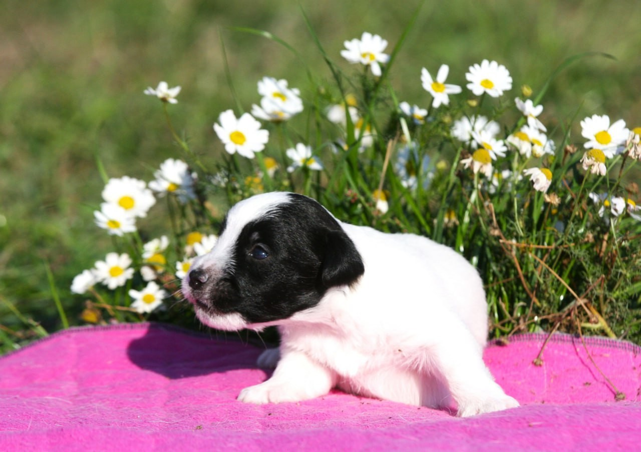 Сука 2. Lovely-Orange питомник джек рассел терьеров