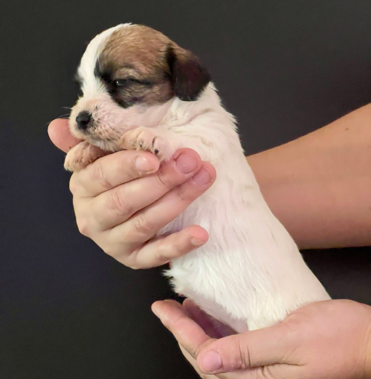 Сука 3. Lovely-Orange питомник джек рассел терьеров