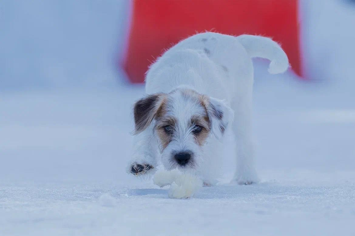 Сука 2. Lovely-Orange питомник джек рассел терьеров