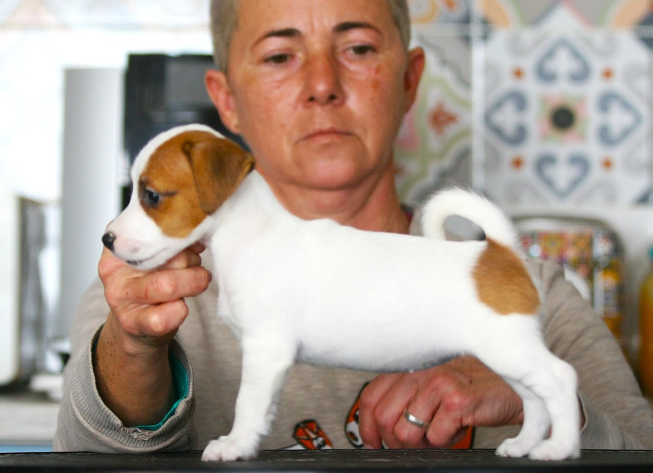 Сука 5. Lovely-Orange питомник джек рассел терьеров