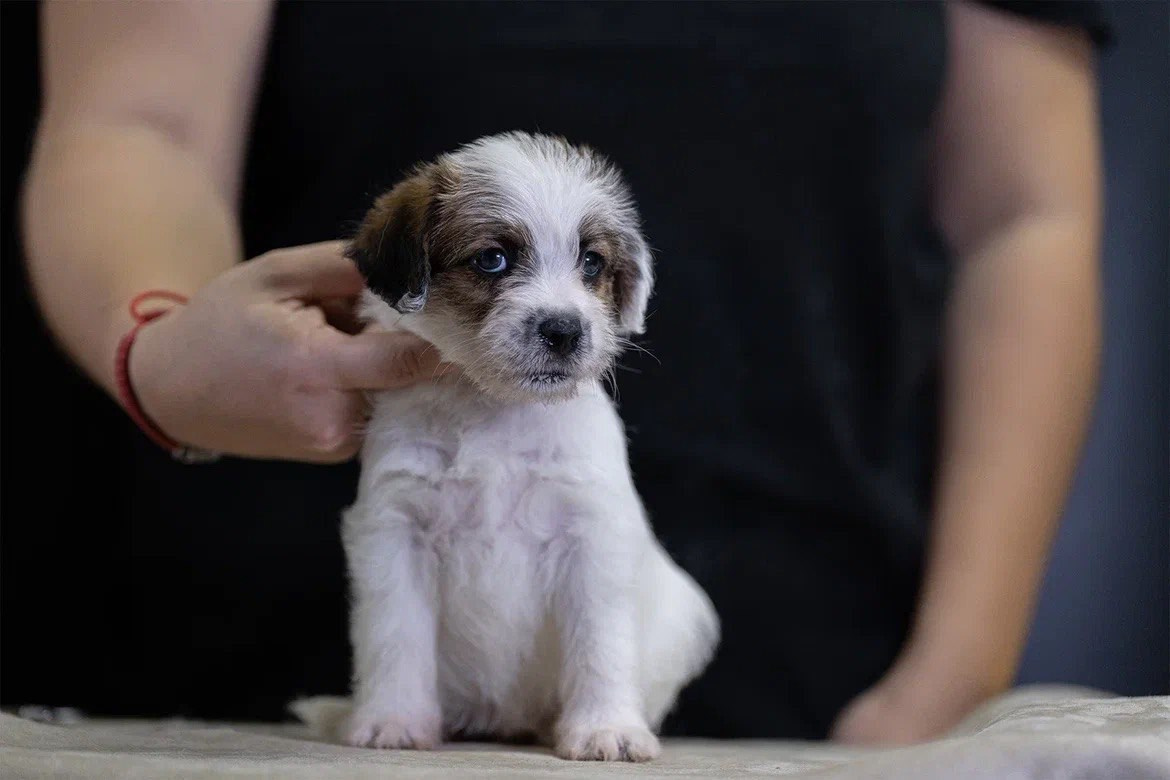 Сука 2. Lovely-Orange питомник джек рассел терьеров