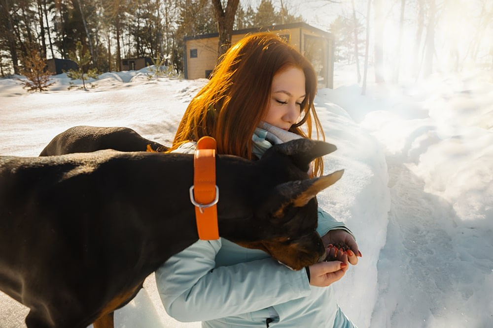 Любовь и доберманы