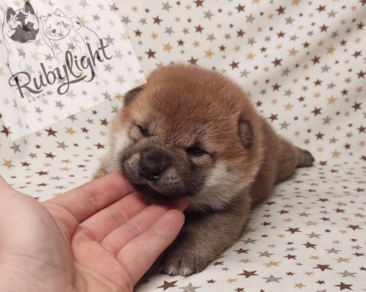 RUBYLIGHT Rika , дата рождения 23.10.2022 г.  Отец: Тор * Exceligmos Victor  Мать: Старки * TRIUMF SIBIRI AKIKO CHIKAKO