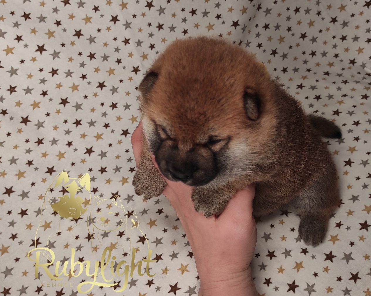 Щенки сиба-ину , шиба , Отец: Тор * Exceligmos Victor Мать: TRIUMF SIBIRI AKIKO CHIKAKO, Санкт-Петербург, RUBYLIGHT kennel