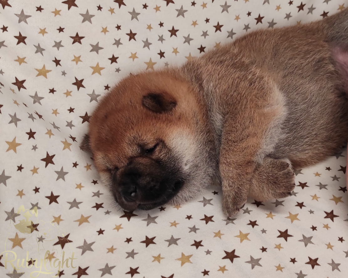 Щенки сиба-ину, шиба, Отец: Тор * Exceligmos Victor Мать: TRIUMF SIBIRI AKIKO CHIKAKO, Санкт-Петербург, RUBYLIGHT kennel