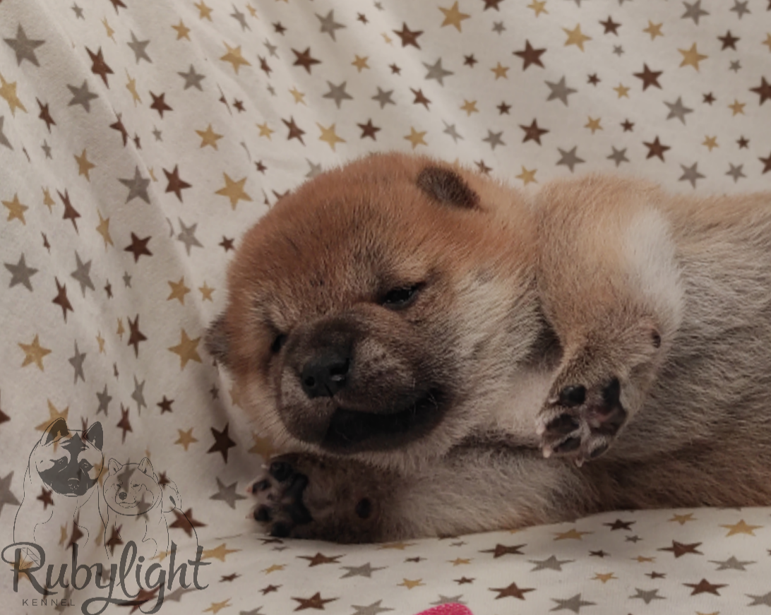 RUBYLIGHT Rika , дата рождения 23.10.2022 г.  Отец: Тор * Exceligmos Victor  Мать: Старки * TRIUMF SIBIRI AKIKO CHIKAKO