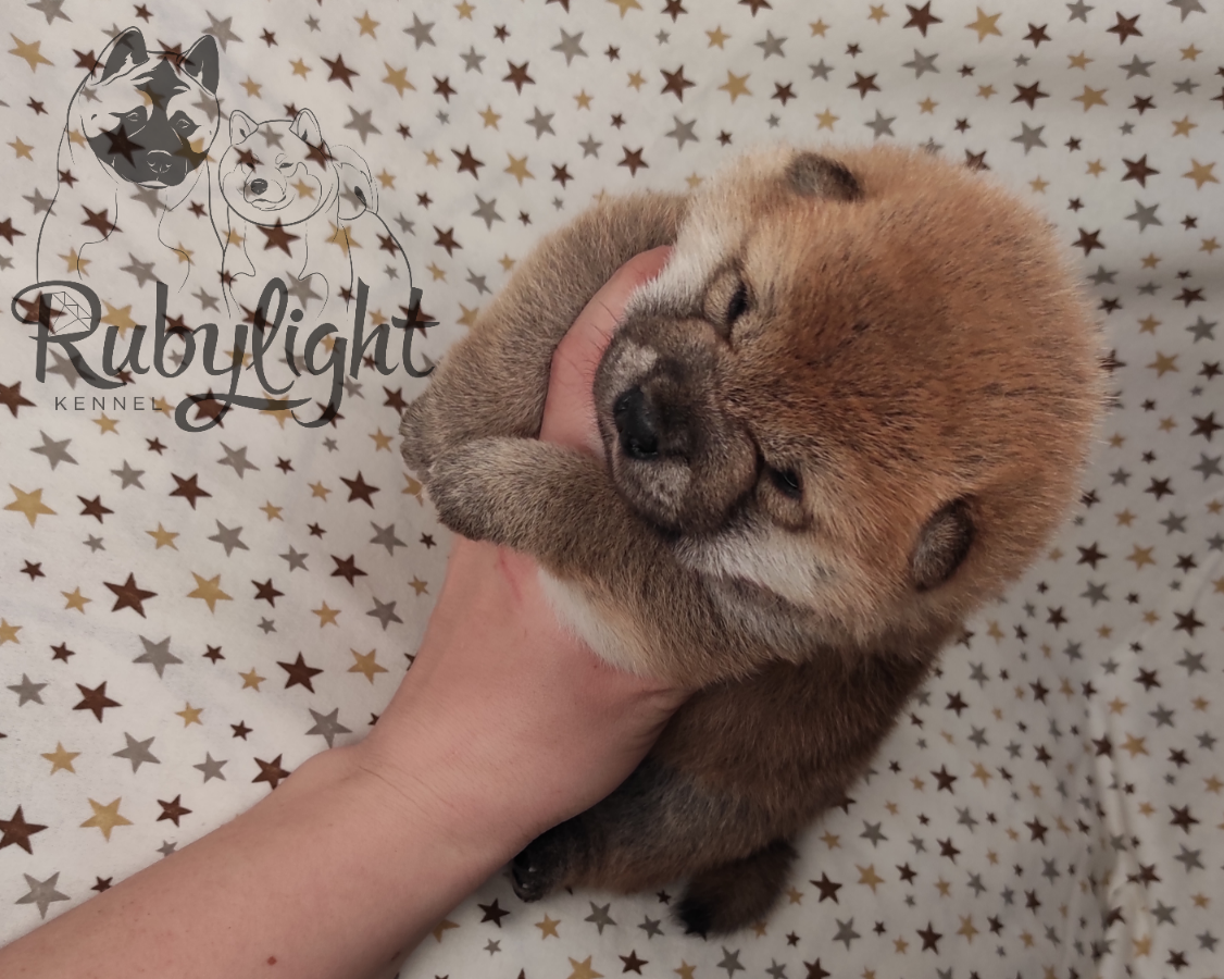 RUBYLIGHT Rika , дата рождения 23.10.2022 г.  Отец: Тор * Exceligmos Victor  Мать: Старки * TRIUMF SIBIRI AKIKO CHIKAKO