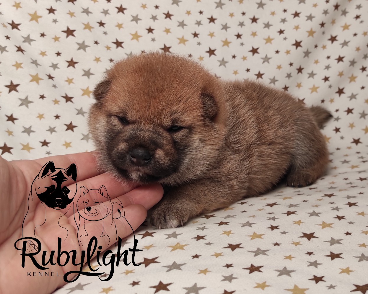 Щенки сиба-ину, сиба , шиба , Отец: Тор * Exceligmos Victor Мать: TRIUMF SIBIRI AKIKO CHIKAKO, Санкт-Петербург, RUBYLIGHT kennel