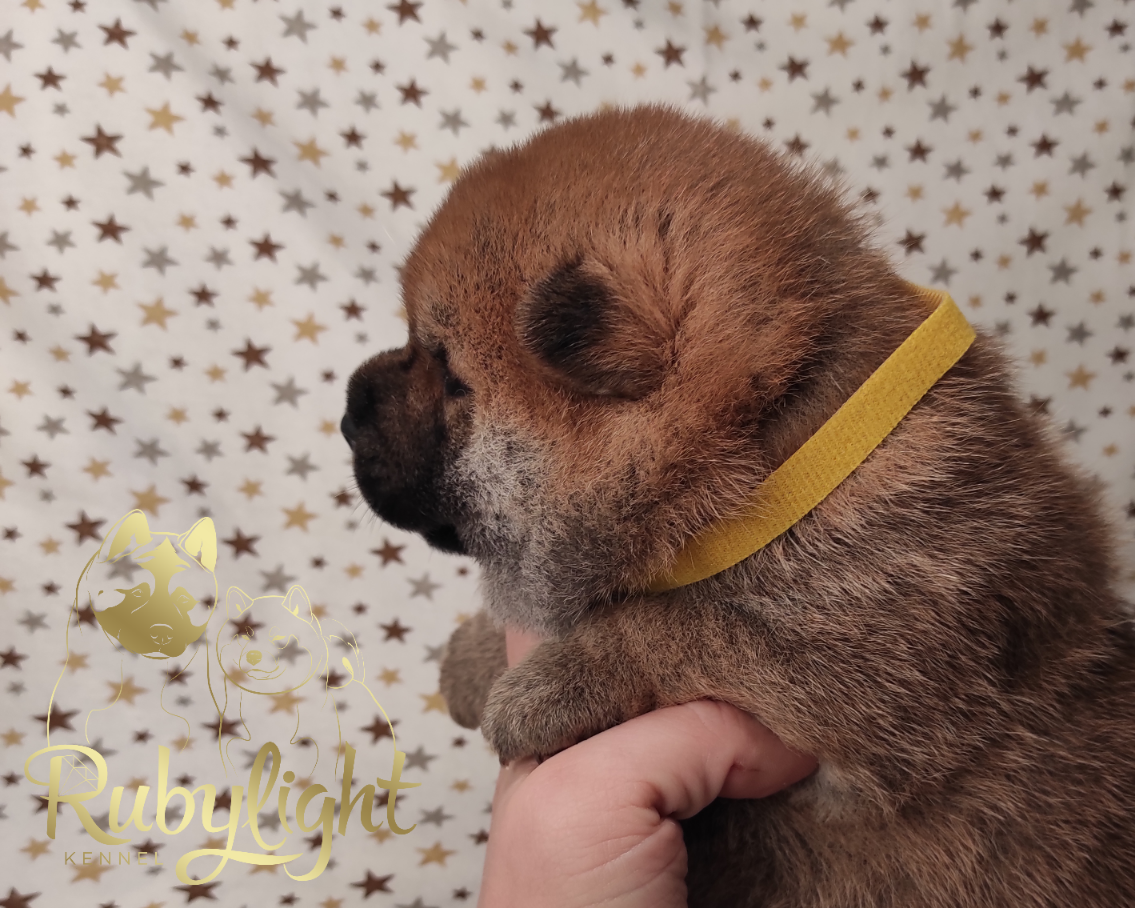 Щенки сиба-ину , шиба , Отец: Тор * Exceligmos Victor Мать: TRIUMF SIBIRI AKIKO CHIKAKO, Санкт-Петербург, RUBYLIGHT kennel