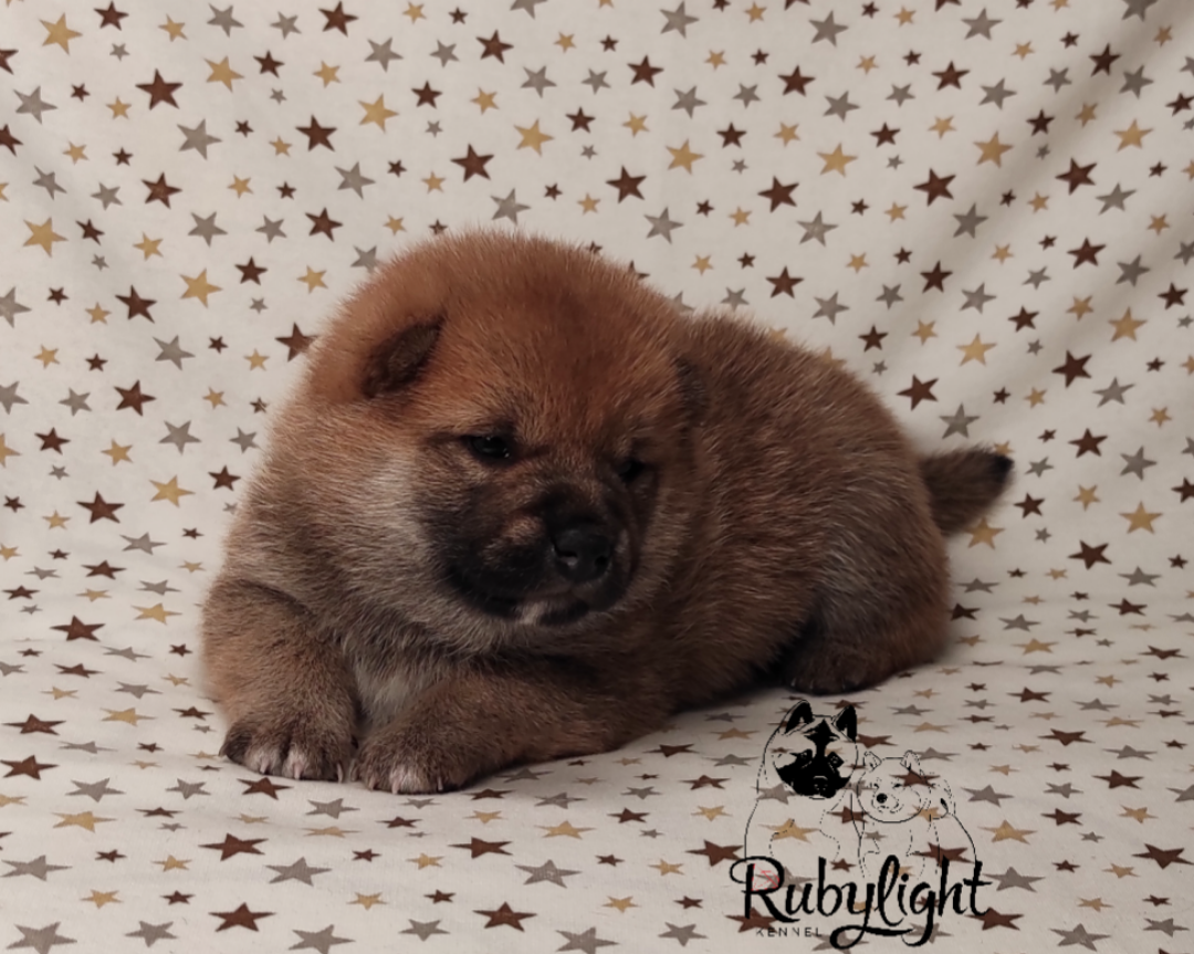 Щенки сиба-ину, сиба , шиба , Отец: Тор * Exceligmos Victor Мать: TRIUMF SIBIRI AKIKO CHIKAKO, Санкт-Петербург, RUBYLIGHT kennel