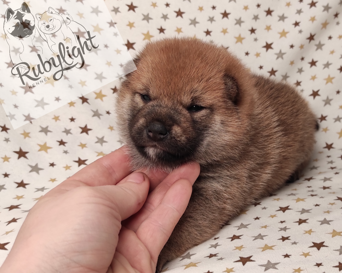 Щенки сиба-ину, сиба , шиба , Отец: Тор * Exceligmos Victor Мать: TRIUMF SIBIRI AKIKO CHIKAKO, Санкт-Петербург, RUBYLIGHT kennel
