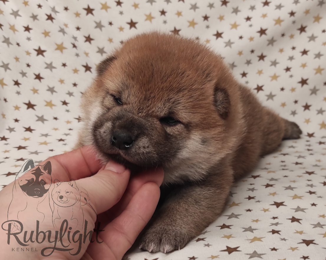 RUBYLIGHT Rika , дата рождения 23.10.2022 г.  Отец: Тор * Exceligmos Victor  Мать: Старки * TRIUMF SIBIRI AKIKO CHIKAKO