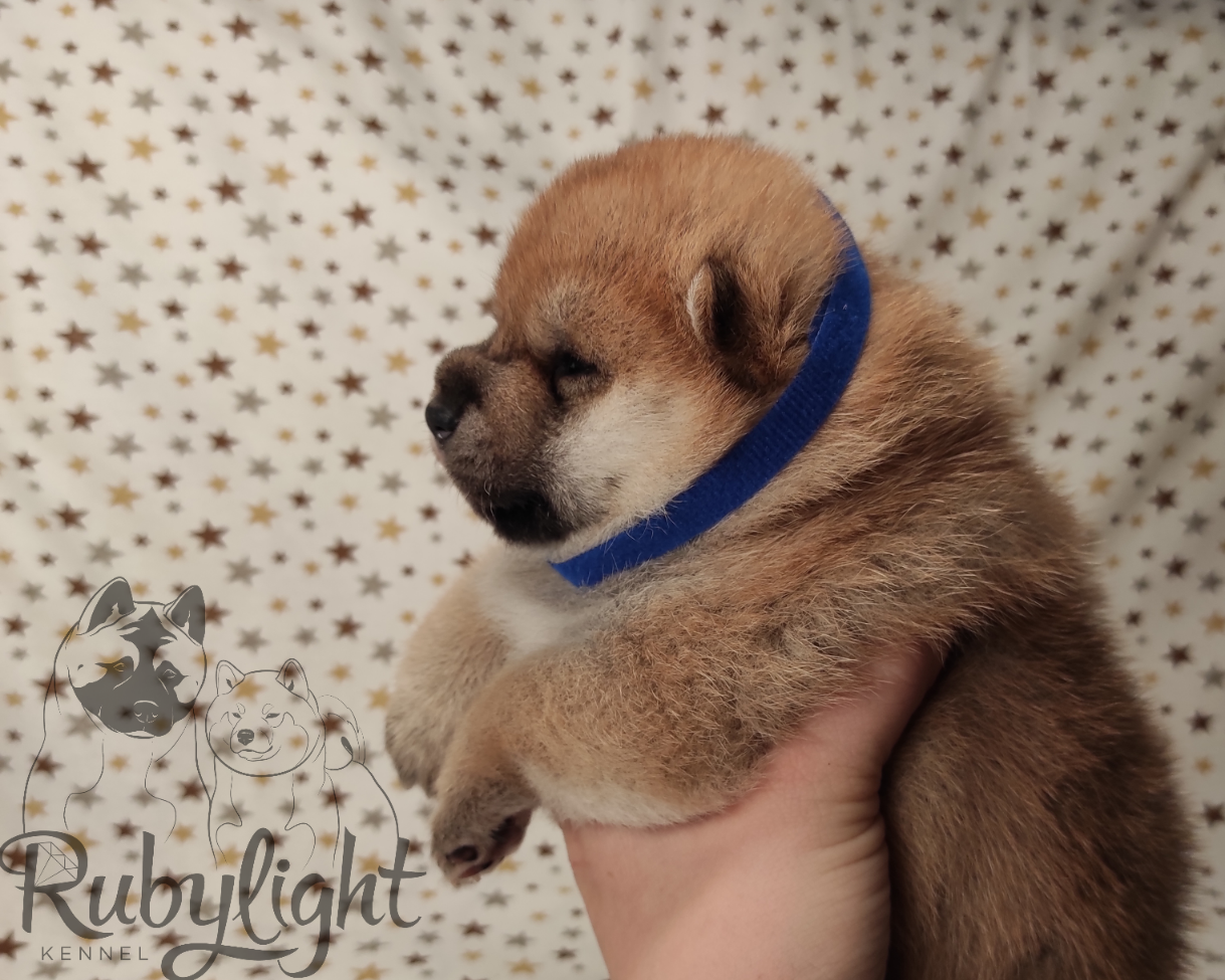 RUBYLIGHT Riki tiki tavi , дата рождения 23.10.2022 г.  Отец: Тор * Exceligmos Victor  Мать: Старки * TRIUMF SIBIRI AKIKO CHIKAKO