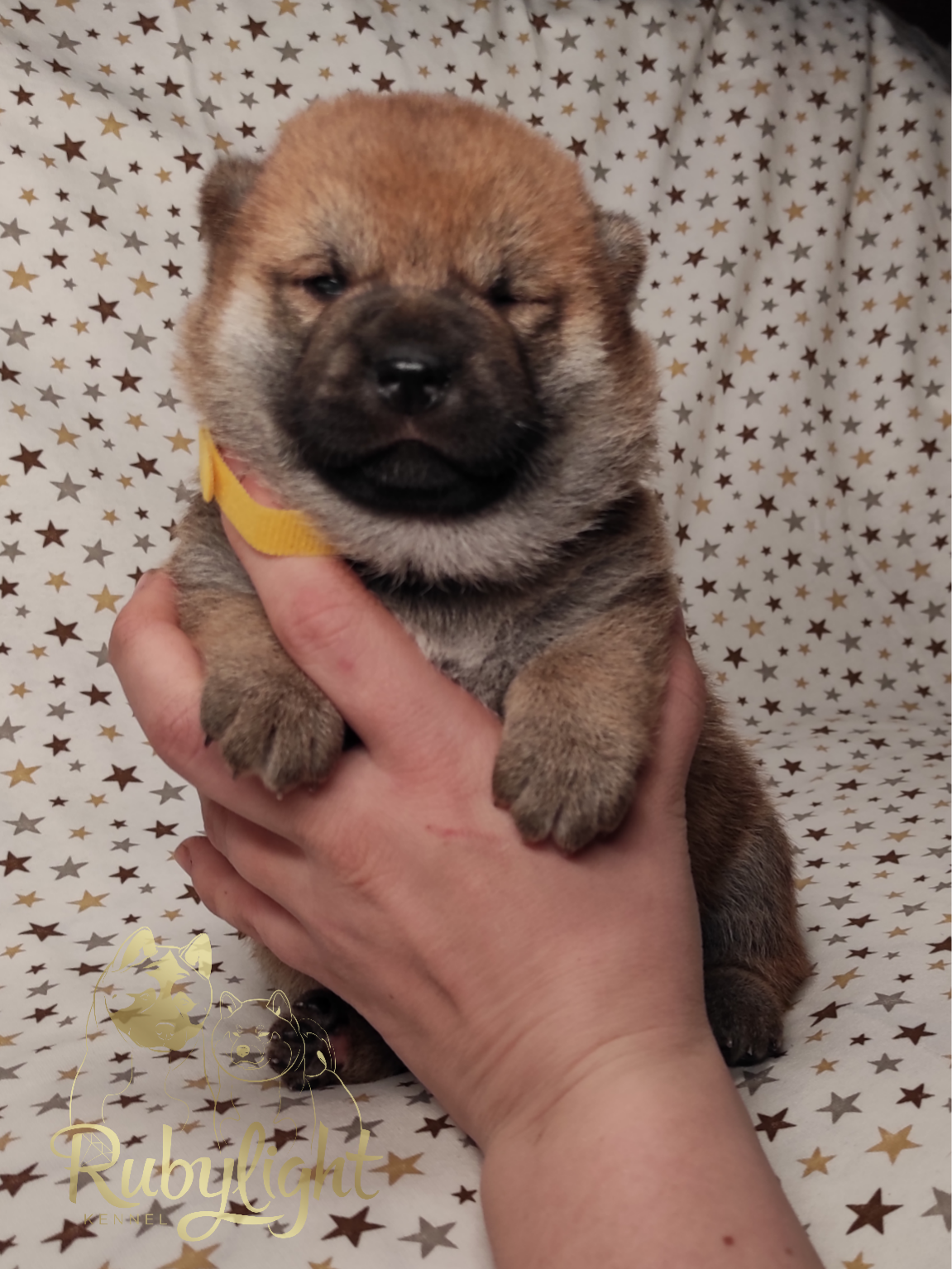 Щенки сиба-ину , шиба , Отец: Тор * Exceligmos Victor Мать: TRIUMF SIBIRI AKIKO CHIKAKO, Санкт-Петербург, RUBYLIGHT kennel