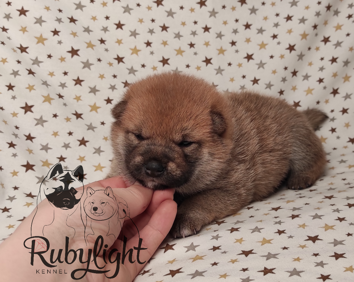 Щенки сиба-ину, сиба , шиба , Отец: Тор * Exceligmos Victor Мать: TRIUMF SIBIRI AKIKO CHIKAKO, Санкт-Петербург, RUBYLIGHT kennel