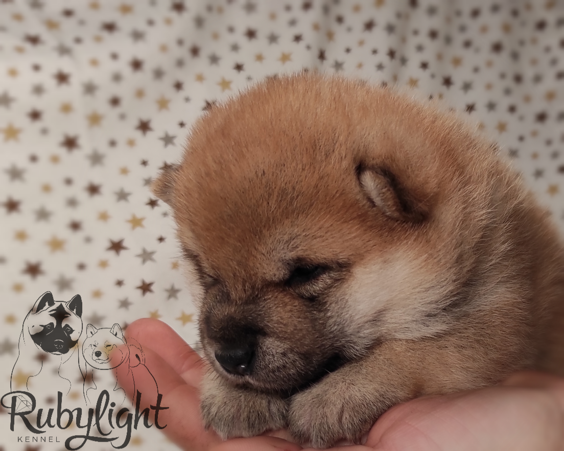 RUBYLIGHT Riki tiki tavi , дата рождения 23.10.2022 г.  Отец: Тор * Exceligmos Victor  Мать: Старки * TRIUMF SIBIRI AKIKO CHIKAKO